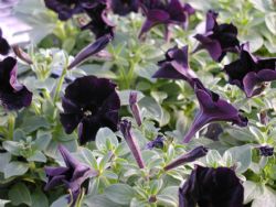 Black Petunias