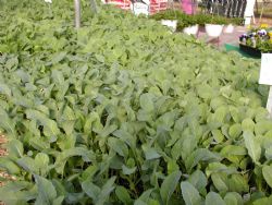 Cauliflower