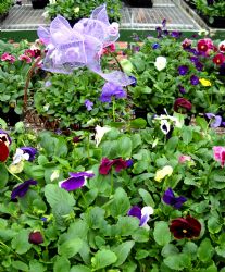 Pansies